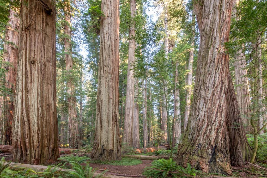 Redwood Inn Crescent City Luaran gambar