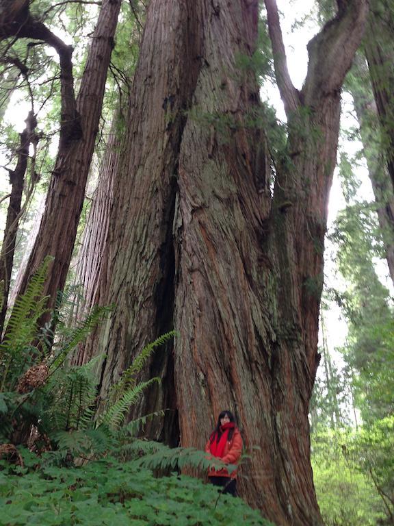 Redwood Inn Crescent City Luaran gambar