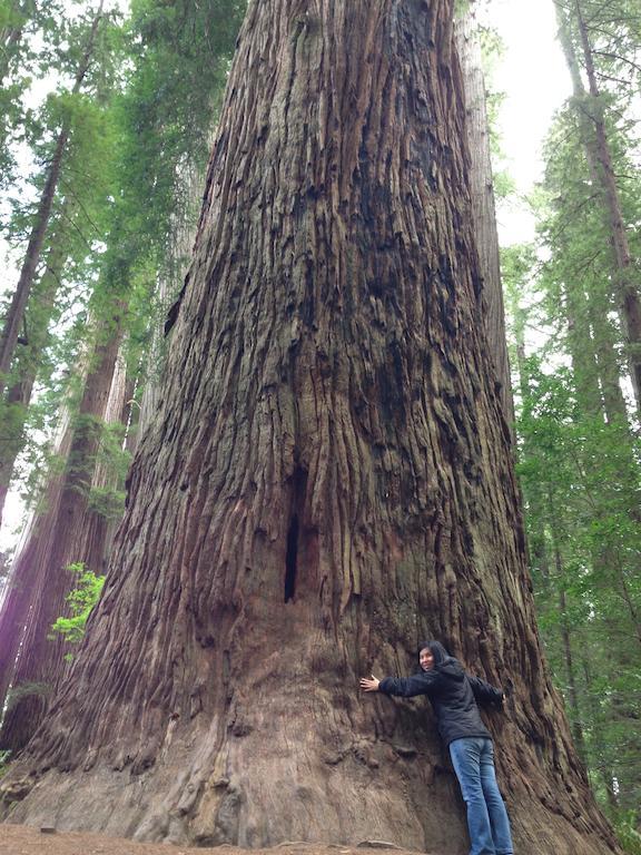 Redwood Inn Crescent City Luaran gambar